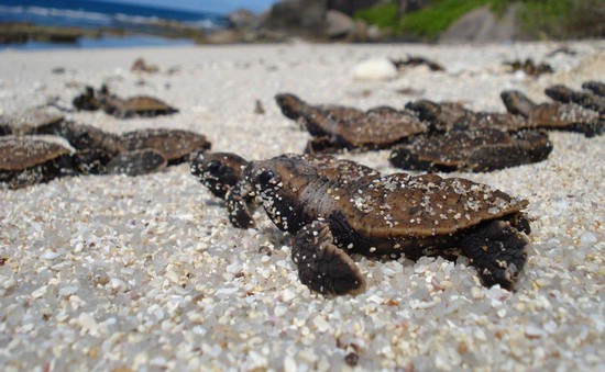 Bảo vệ hiệu quả, bền vững quần thể rùa biển ở Ninh Thuận