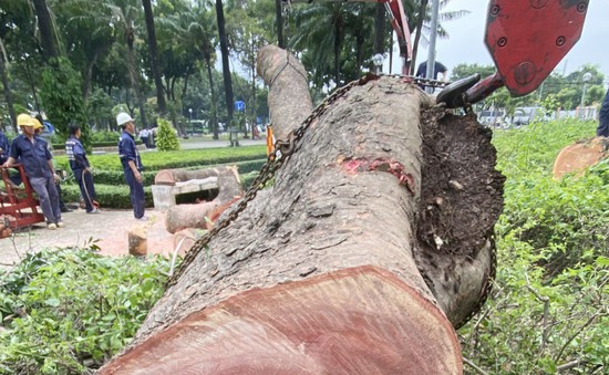 Đốn hạ cây sọ khỉ gần 100 năm tuổi ở TP Hồ Chí Minh