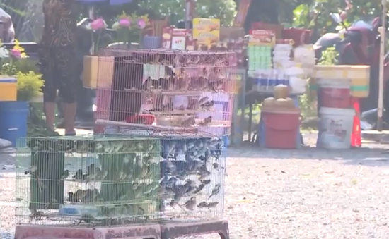 TP Hồ Chí Minh: Chim phóng sinh bày bán tràn lan