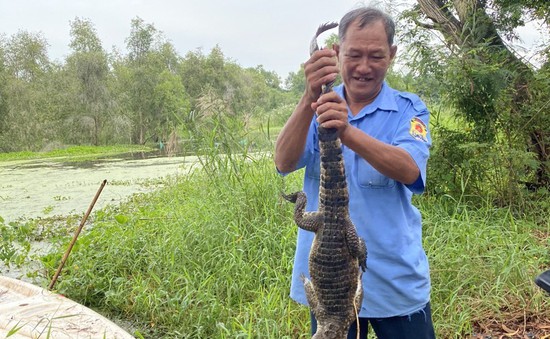 Bắt được hết số cá sấu xổng chuồng trong công viên ở Kiên Giang