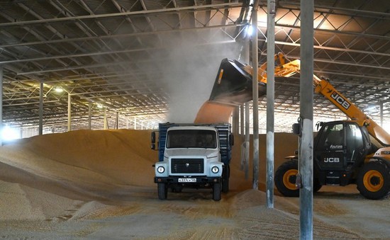 Nga xem xét lệnh cấm xuất khẩu ngũ cốc
