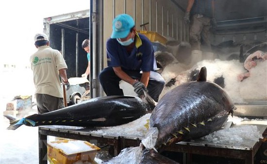Xuất khẩu cá tra, cá ngừ còn triển vọng trong những tháng cuối năm