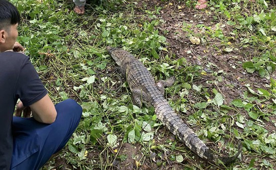 Tìm thấy 1 trong 4 con cá sấu xổng chuồng ở Kiên Giang