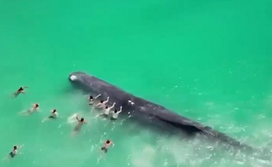 Cá voi xuất hiện gần bãi biển thành phố Perth, Australia