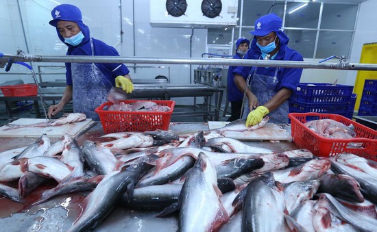Xuất khẩu cá tra cả năm ước đạt 1,8 tỷ USD