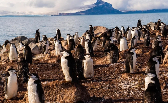 Kỳ lạ loài chim cánh cụt ngủ 10.000 giấc mỗi ngày, mỗi giấc chỉ 4 giây