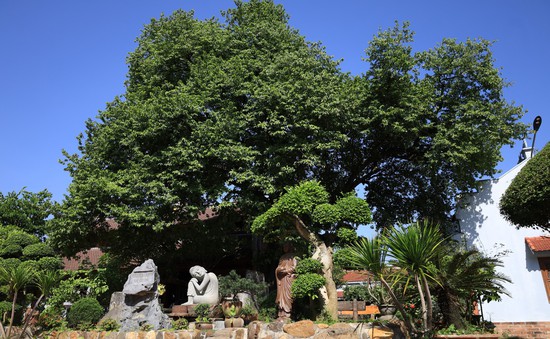 Chiêm ngưỡng 2 cây di sản hàng trăm tuổi ở chùa Hưng Long