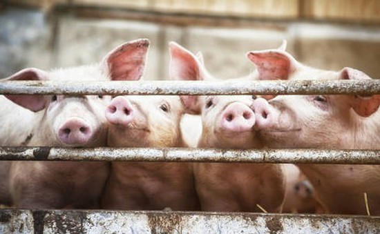 Nga bắt đầu cung cấp thịt lợn cho Trung Quốc