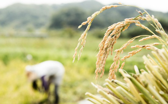 Nga gia hạn lệnh cấm xuất khẩu gạo