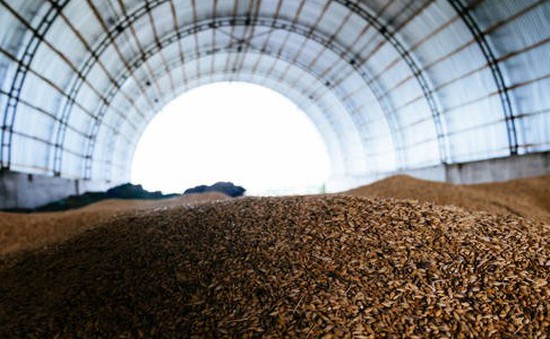 Ai Cập tiếp tục thu mua dự trữ lúa mì của Nga