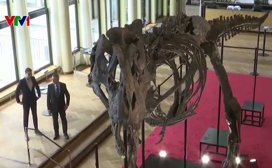 Chuẩn bị đấu giá bộ xương khủng long hơn 67 triệu năm tuổi