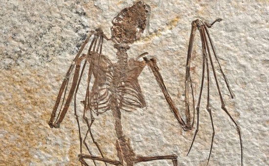 Những phát hiện mới về dơi từ bộ xương dơi lâu đời nhất