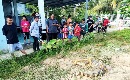 Bạc Liêu: Người dân bắt được cá sấu trước cổng nhà