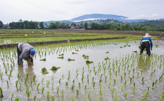 Sản lượng gạo tại châu Á dự báo tăng trong năm 2023