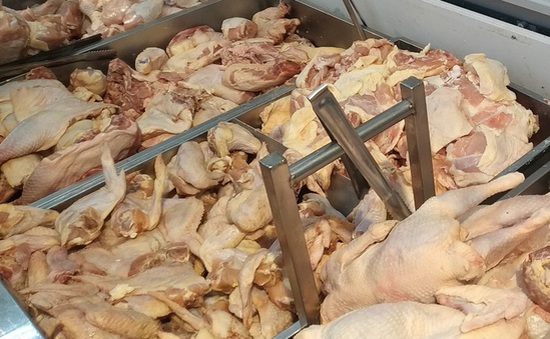 Có hay không gà thải loại nhập khẩu vào Việt Nam?