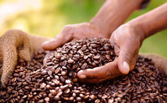 Giá cà phê tăng chóng mặt, lên mức cao nhất trong 12 năm