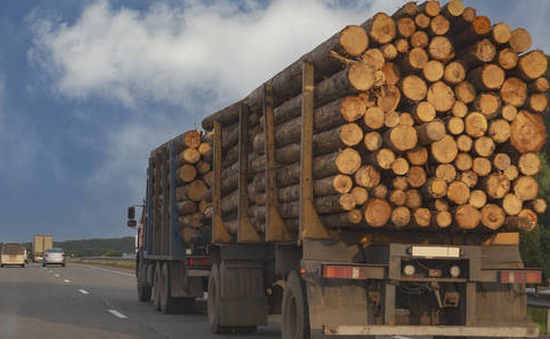 Xuất khẩu gỗ của Nga tiếp tục giảm