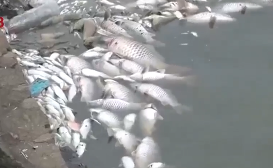 Cá chết trắng hồ điều hòa lớn nhất TP Hà Tĩnh