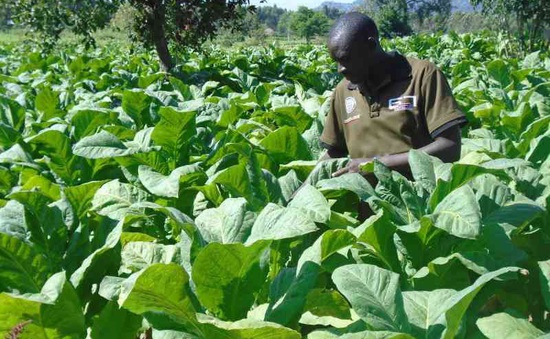 Hỗ trợ nông dân châu Phi từ bỏ trồng cây thuốc lá