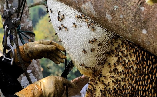 Ngược ngàn rong ruổi săn mật ong rừng