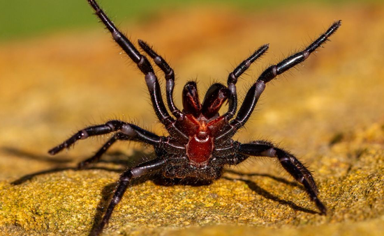 Đâu là loài nhện nguy hiểm nhất thế giới?