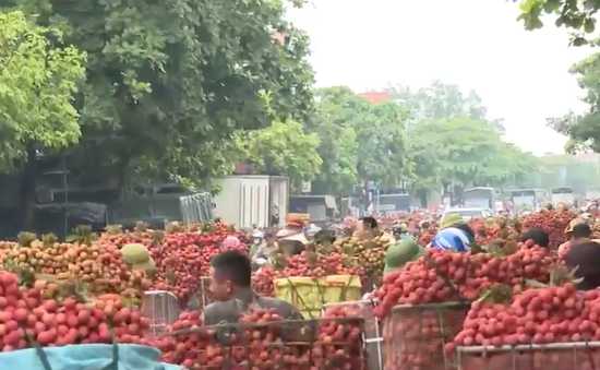 Tấp nập tiêu thụ vải thiều