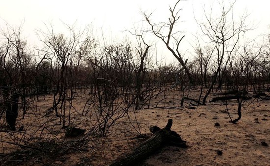Bùng nổ trang trại và cháy rừng khiến Bolivia đứng thứ 3 thế giới về mất rừng