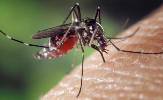 Israel sáng chế thuốc đuổi muỗi hiệu quả tới 99%