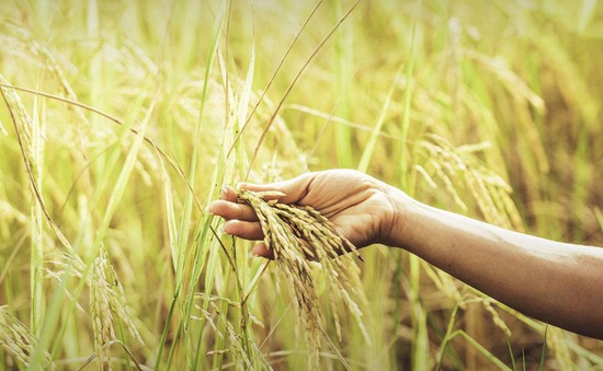 Sản lượng gạo của Thái Lan có thể giảm 6% do El Nino