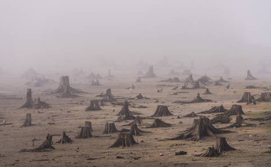 Châu Phi mất phần lớn diện tích rừng quan trọng