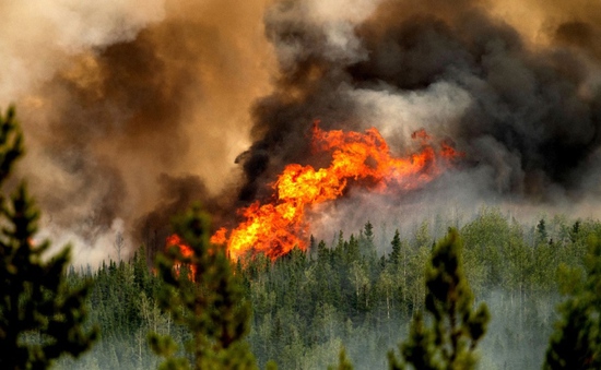 Cháy rừng ở Canada thiêu rụi hơn 10 triệu ha trong năm nay