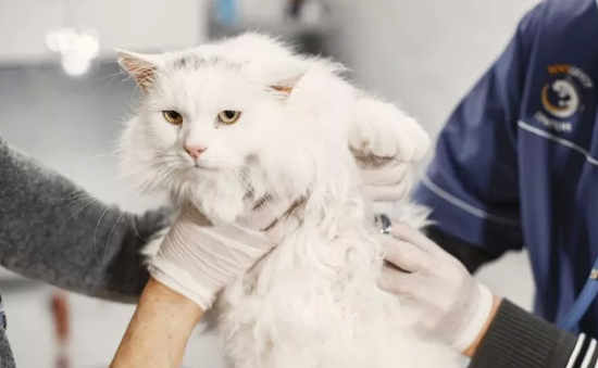 WHO quan ngại về sự gia tăng các trường hợp nhiễm cúm gia cầm ở mèo tại Ba Lan
