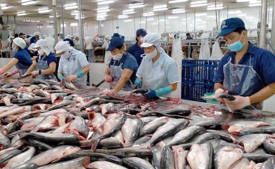 Trung Quốc vẫn là thị trường mua cá tra nhiều nhất của Việt Nam