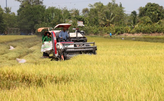 Liên kết phát triển lúa gạo theo hướng bền vững