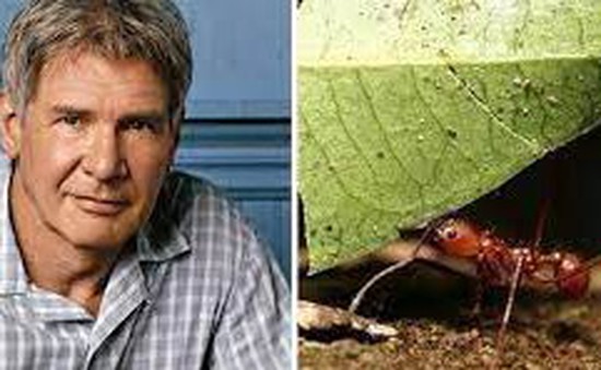 Harrison Ford nói về chuyện được đặt tên cho các con vật