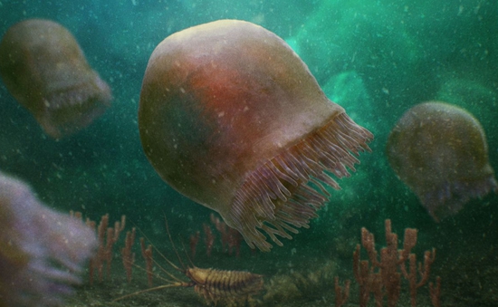 Hóa thạch 505 triệu năm của loài sứa "cổ" nhất được phát hiện ở Rockies Canada