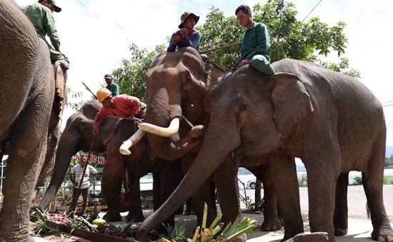 Đàn voi nhà ở Đắk Lắk sụt giảm mạnh