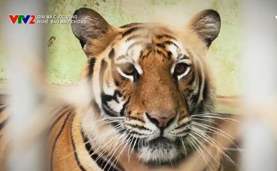 "Giải mã cuộc sống": Bí quyết nghề "bảo mẫu" cho hổ