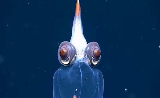 Con mực trong suốt với đôi mắt quỷ kỳ lạ được tìm thấy ở vùng biển sâu Alaska