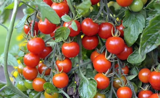 Chất lượng cây cà chua sẽ kém ngon nếu trồng cùng các loại cây này