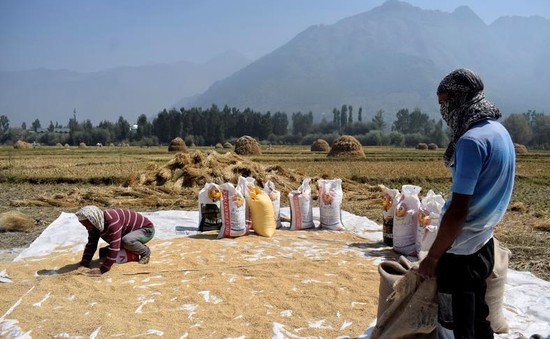 Giá lúa mỳ tại Ấn Độ cao nhất trong 6 tháng