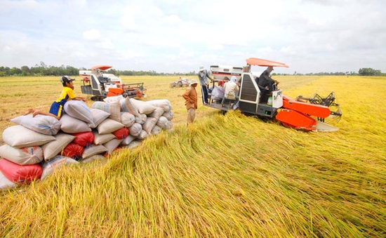 Nông dân tham gia đề án 1 triệu ha lúa chất lượng cao được vay ngân hàng không thế chấp