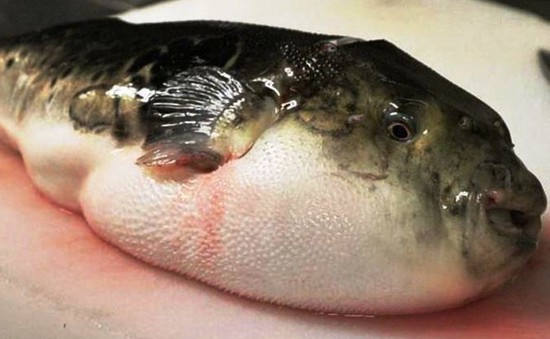 Ninh Thuận: Ngộ độc do ăn cá nóc khiến 1 người tử vong