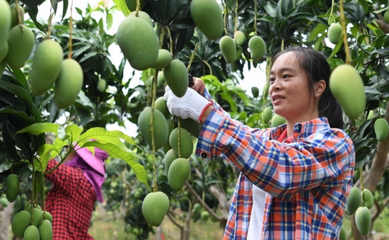 Xu thế tăng diện tích trồng trái cây nhiệt đới ở Trung Quốc