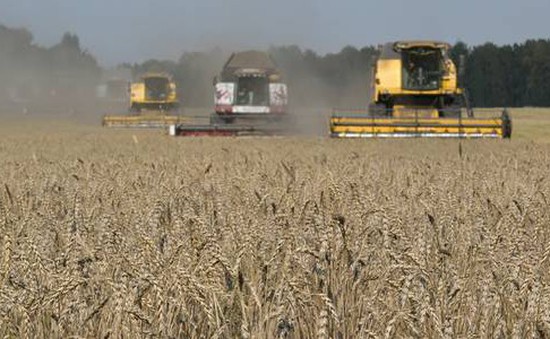 Nga thu hoạch vụ mùa bội thu, giúp giá lúa mì toàn cầu giảm