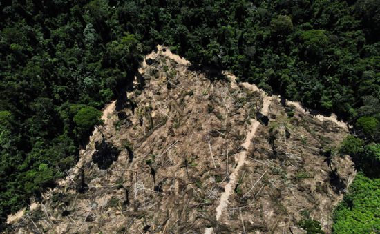 Nạn phá rừng Amazon ở Brazil giảm 66% trong tháng 8