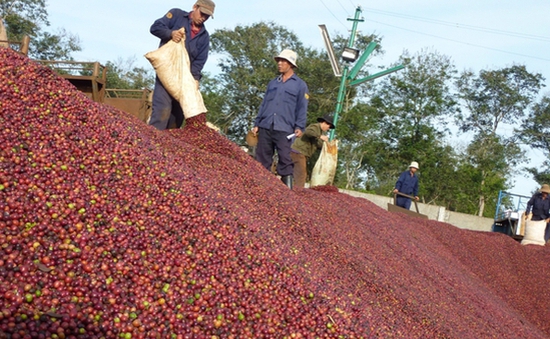 Cà phê Việt hướng mốc 5 tỷ USD xuất khẩu