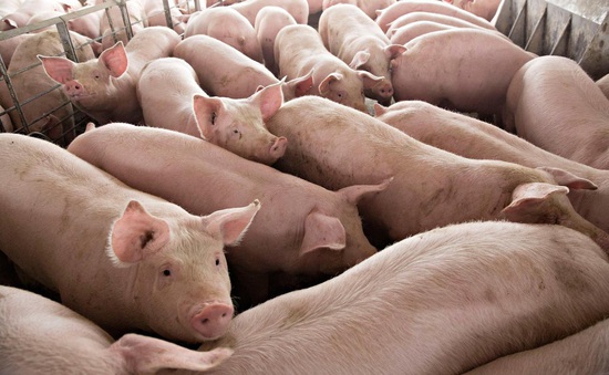 Kiến nghị kiểm soát lợn nhập khẩu