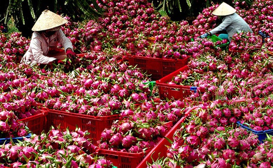 Bùng nổ xuất nhập khẩu trái cây qua Quảng Tây