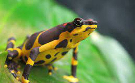 Colombia thu giữ 130 con ếch có nọc độc tại sân bay